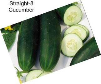 Straight-8 Cucumber