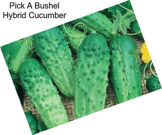 Pick A Bushel Hybrid Cucumber