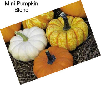 Mini Pumpkin Blend