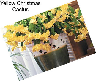 Yellow Christmas Cactus