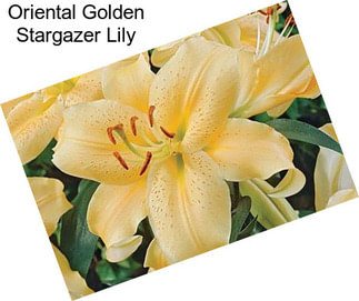 Oriental Golden Stargazer Lily