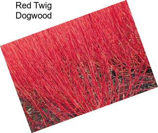 dwarf red twig dogwood