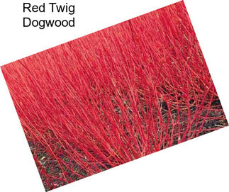 Red Twig Dogwood