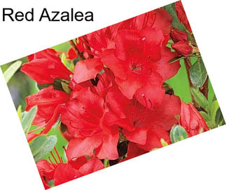 Red Azalea