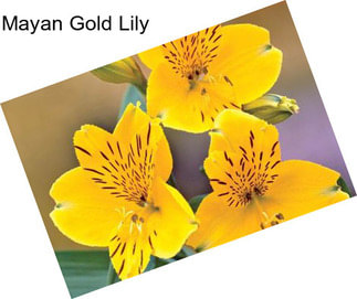 Mayan Gold Lily