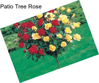 Patio Tree Rose