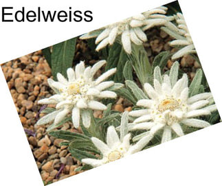 Edelweiss