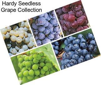 Hardy Seedless Grape Collection