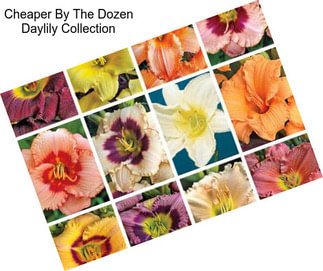 Cheaper By The Dozen Daylily Collection