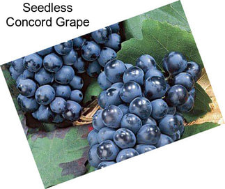 Seedless Concord Grape