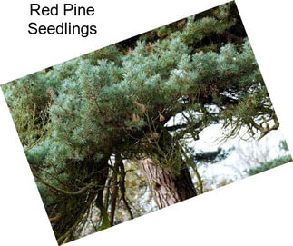 Red Pine Seedlings