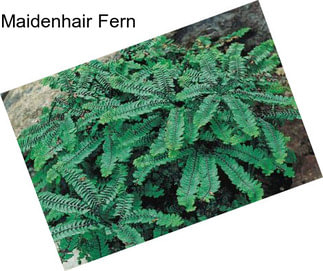 Maidenhair Fern