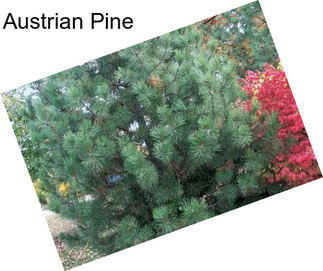 Austrian Pine