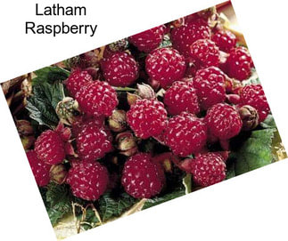 Latham Raspberry