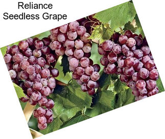 Reliance Seedless Grape