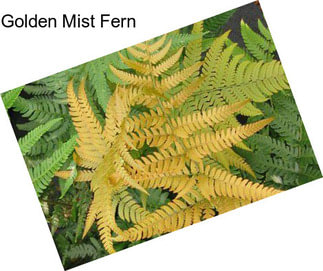 Golden Mist Fern