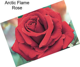 Arctic Flame Rose