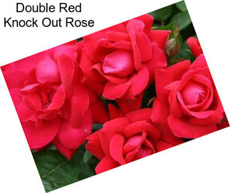 Double Red Knock Out Rose