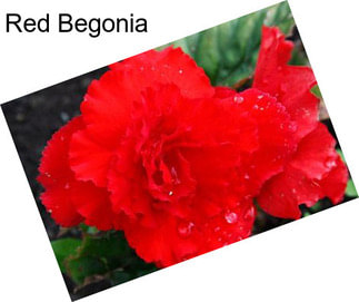 Red Begonia