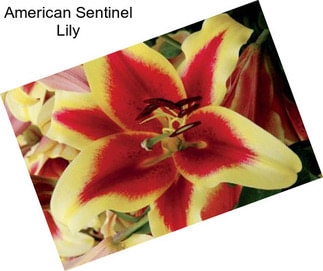 American Sentinel Lily