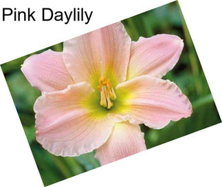 Pink Daylily