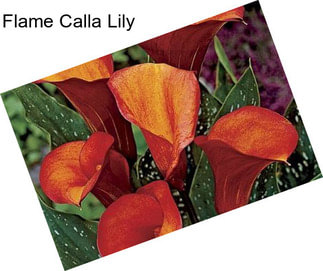 Flame Calla Lily