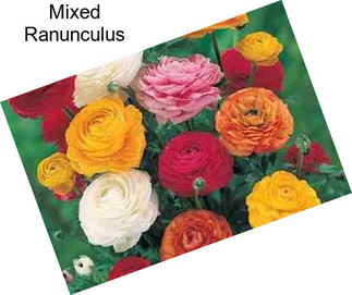 Mixed Ranunculus