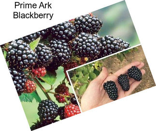 Prime Ark Blackberry