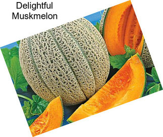 Delightful Muskmelon