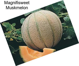 Magnifisweet Muskmelon