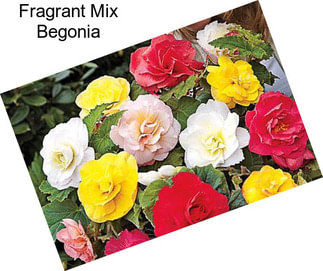 Fragrant Mix Begonia