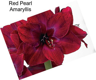 Red Pearl Amaryllis