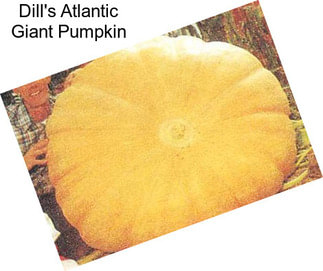 Dill\'s Atlantic Giant Pumpkin