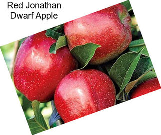 Red Jonathan Dwarf Apple