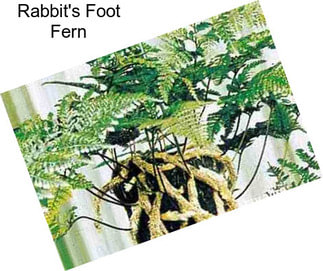 Rabbit\'s Foot Fern