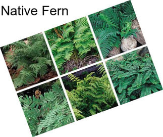 Native Fern