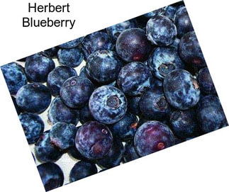 Herbert Blueberry