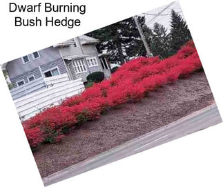 Dwarf Burning Bush Hedge
