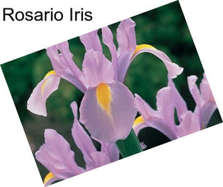 Rosario Iris