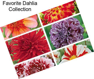 Favorite Dahlia Collection