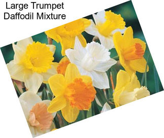 Large Trumpet Daffodil Mixture