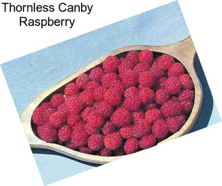 Thornless Canby Raspberry