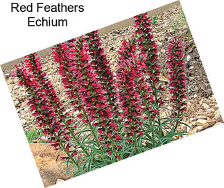 Red Feathers Echium