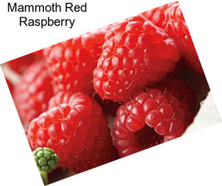 Mammoth Red Raspberry