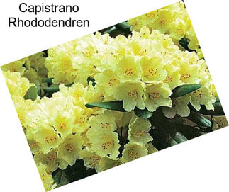 Capistrano Rhododendren