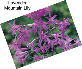 Lavender Mountain Lily