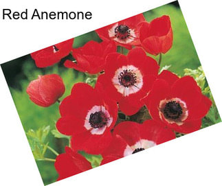 Red Anemone