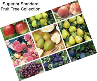 Superior Standard Fruit Tree Collection