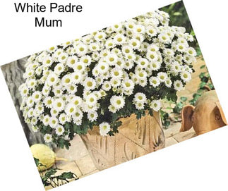 White Padre Mum