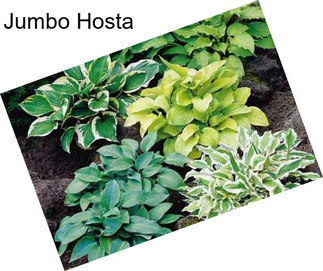 Jumbo Hosta